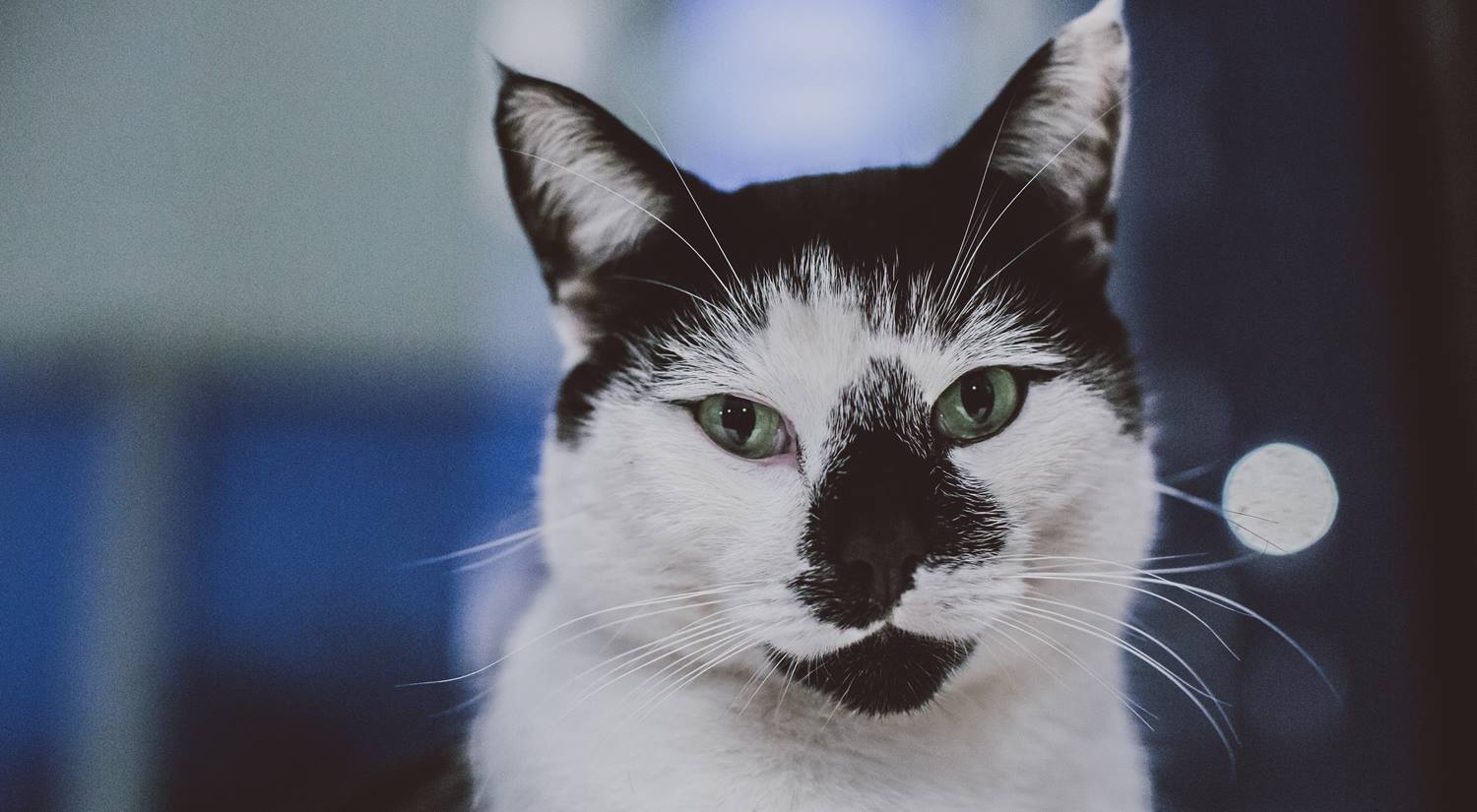 You might see Campus Cat relaxing in one of the squares.-essex